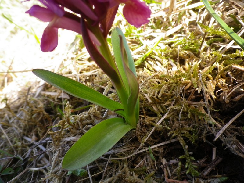 orchidea viola - Dactylorhiza sambucina